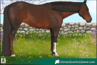 Horse Color:Liver Chestnut 