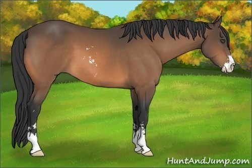 Horse Color:Buckskin Sabino 
