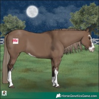 Horse Color:Liver Red Dun Sabino 