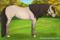 Horse Color:Amber Champagne Dun 