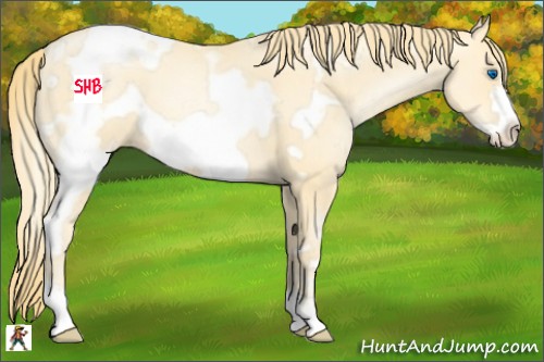 Horse Color:White Spotted Smoky Black Pearl Frame