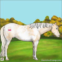 Horse Color:White Spotted Palomino Pearl 