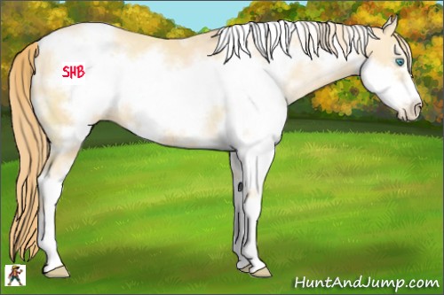Horse Color:White Spotted Buckskin Pearl Sabino Frame 