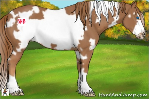 Horse Color:White Spotted Chestnut Frame 