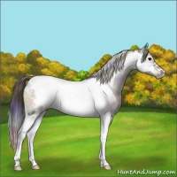 Horse Color:Nacre Grullo Onyx Sabino Splash Tobiano Frame 