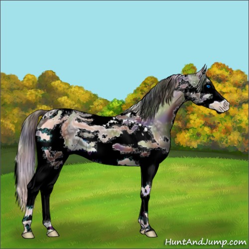 Horse Color:ERROR: UNKNOWN ANOMALY
