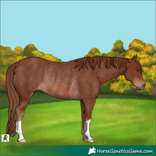 Horse Color:Chestnut Rabicano 
