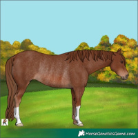 Horse Color:Chestnut Rabicano 