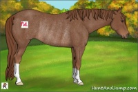Horse Color:Chestnut Rabicano 