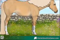 Horse Color:Palomino Dun 