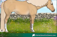 Horse Color:Palomino Dun