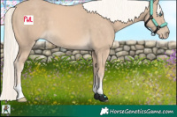 Horse Color:Cremello 
