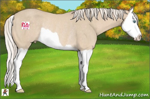Horse Color:Cremello Splash Rabicano