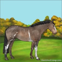 Horse Color:White Spotted Brown Dun 