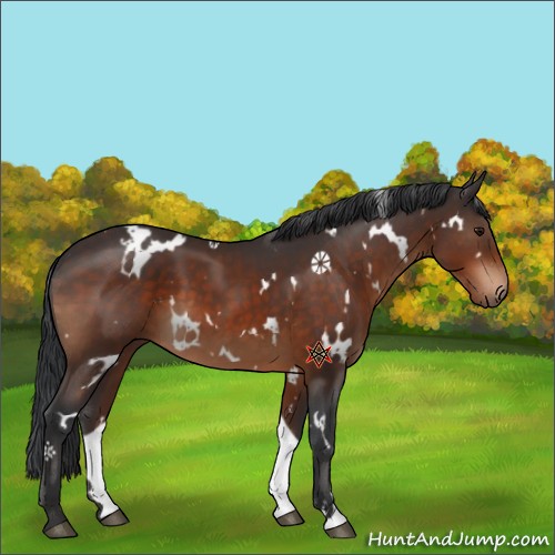 Horse Color:White Spotted Brown