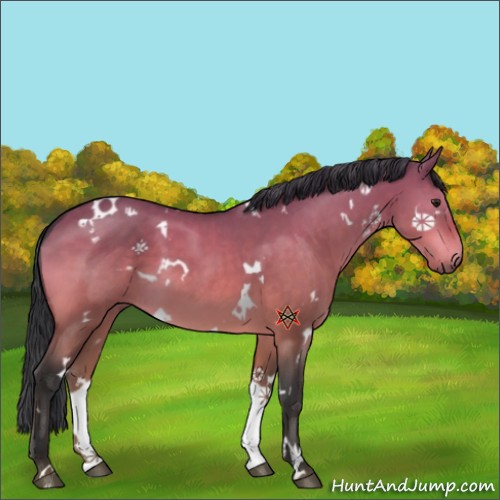 Horse Color:White Spotted Brown Dun 