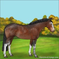 Horse Color:White Spotted Brown 