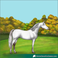 Horse Color:Gray Platinum White Spotted Chocolate Brown Dun 