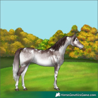 Horse Color:Platinum White Spotted Chocolate Brown Onyx 