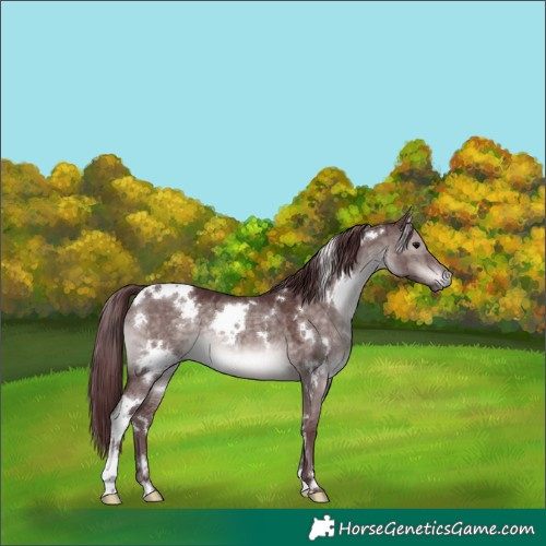 Horse Color:Platinum White Spotted Chocolate Brown Dun 