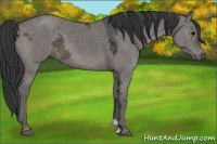 Horse Color:Grullo Ice 