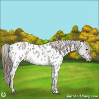 Horse Color:Grullo Ice Near Leopard