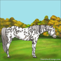 Horse Color:Grullo Ice Appaloosa 