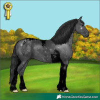Horse Color:Void Black Tobiano 