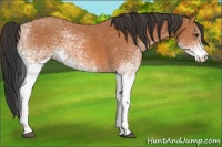 Horse Color:White Spotted Bay 