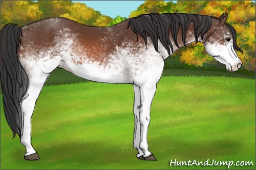 Horse Color:White Spotted Bay 