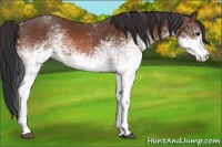 Horse Color:White Spotted Bay 