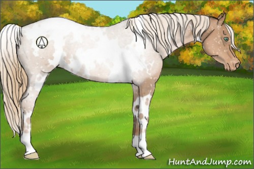 Horse Color:White Spotted Liver Chestnut Pearl Appaloosa 