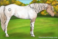 Horse Color:White Spotted Liver Chestnut Pearl Appaloosa 
