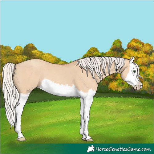 Horse Color:Silver Classic Champagne Dun Splash 