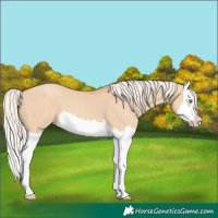 Horse Color:Silver Classic Champagne Dun Splash 