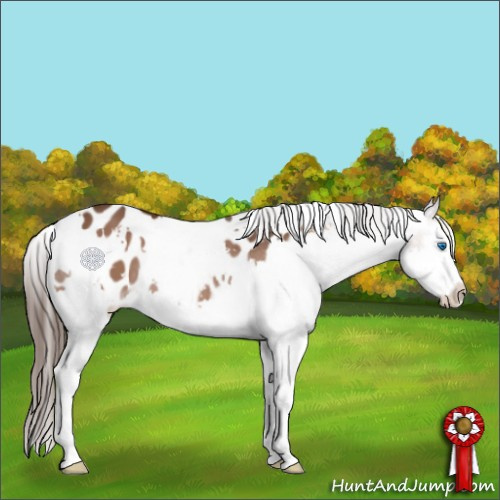 Horse Color:White Spotted Liver Chestnut Splash Appaloosa 