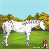 Horse Color:White Spotted Liver Chestnut Splash Appaloosa 