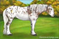 Horse Color:Liver Chestnut Sabino Appaloosa 