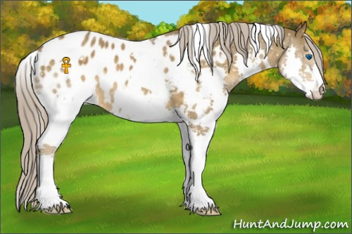 Horse Color:White Spotted Chocolate Palomino Splash Appaloosa