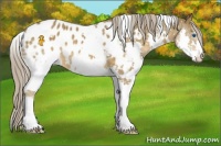 Horse Color:White Spotted Chocolate Palomino Splash Appaloosa 