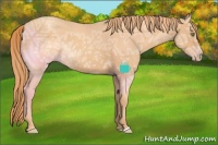 Horse Color:Gold Champagne Ice 