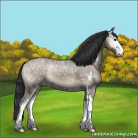 Horse Color:Grullo Ice Onyx Sabino 