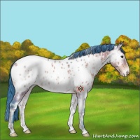 Horse Color:Watercolor White Spotted Brown Onyx Appaloosa Brindle 