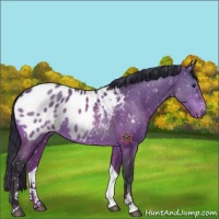 Horse Color:Brown Dun Sabino Appaloosa 