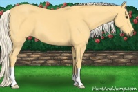 Horse Color:Palomino 