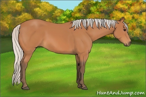 Horse Color:Unknown 