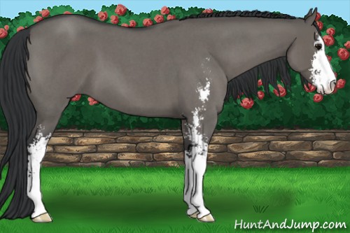 Horse Color:Grullo Roan Sabino 