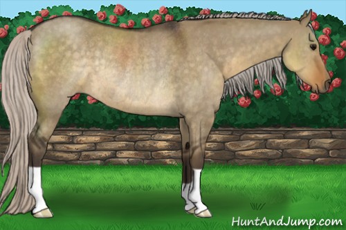 Horse Color:Silver Smoky Grullo Rabicano 