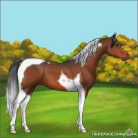 Horse Color:Brown Tobiano 