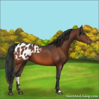 Horse Color:Bay Appaloosa 